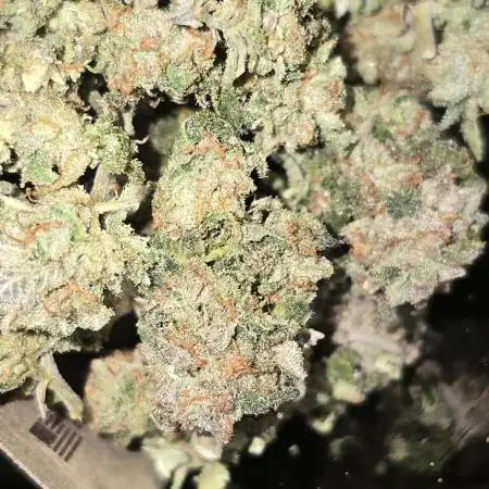Real gelato flavor
