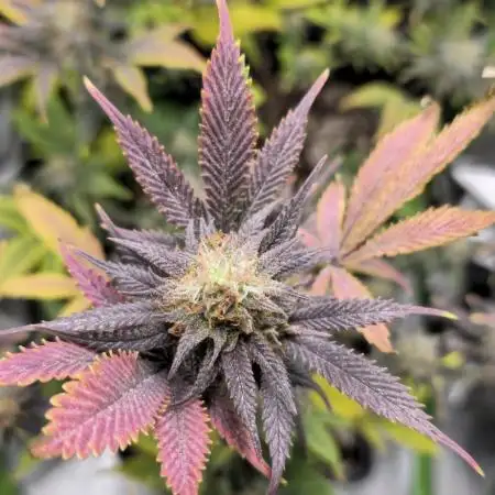 Somango seed supplier test