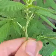 Landrace tirah valley