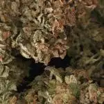 Khalifa genetics