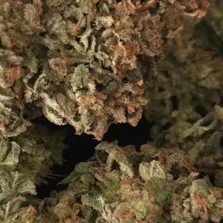Khalifa genetics