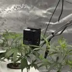 Bb muffin Aeroponic
