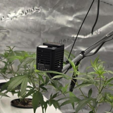 Bb muffin Aeroponic