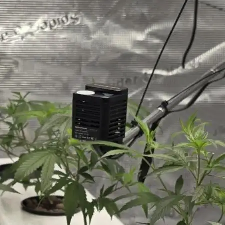 Bb muffin Aeroponic