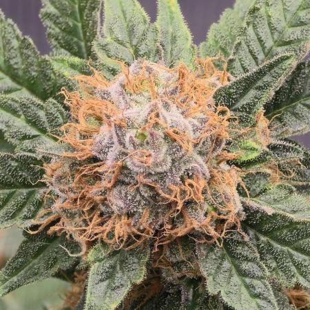 Bb muffin T.A growstream Athena