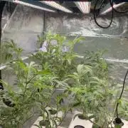 Gazzurple athena growstream