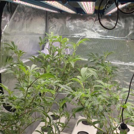 Gazzurple athena growstream