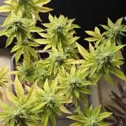 Glumanda Glue test grow