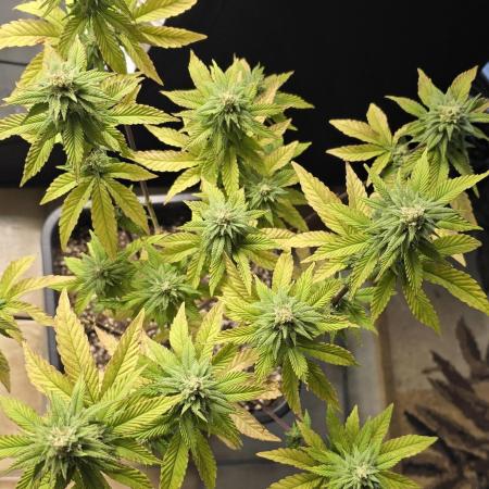 Glumanda Glue test grow