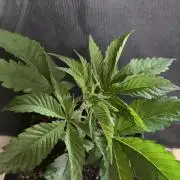 Glumanda Glue test grow