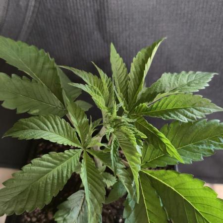 Glumanda Glue test grow