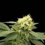 Bb muffin T.A growstream Athena