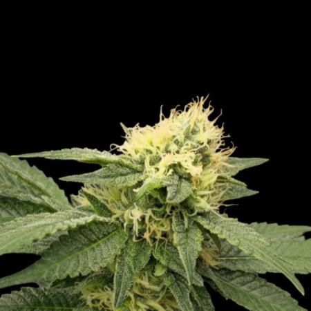 Bb muffin T.A growstream Athena