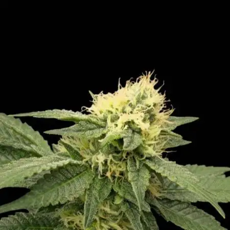 Bb muffin T.A growstream Athena