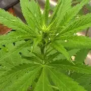 Landrace tirah valley