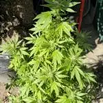 Blueberry Muffin outdoor