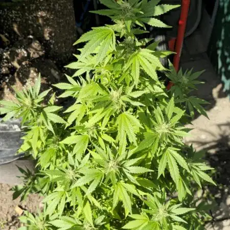Blueberry Muffin outdoor