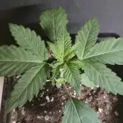 Cookies mit Beigeschmack