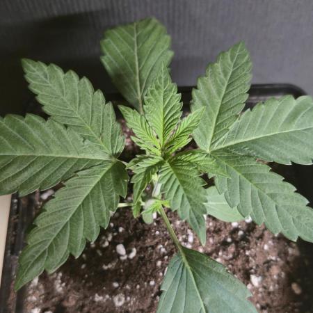 Cookies mit Beigeschmack