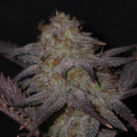 Somango seed supplier test