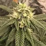 Khalifa genetics