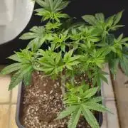 Glumanda Glue test grow