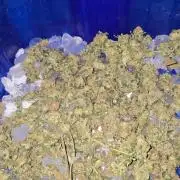 Bb muffin T.A growstream Athena