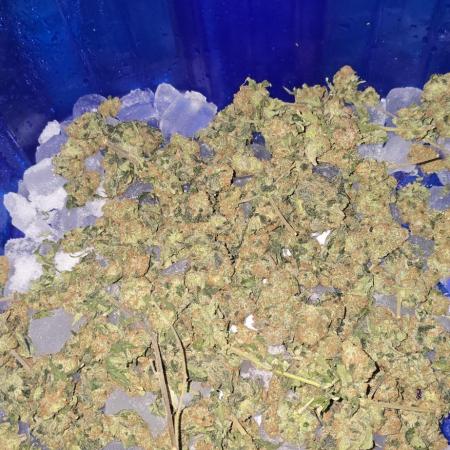 Bb muffin T.A growstream Athena