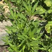 Somango