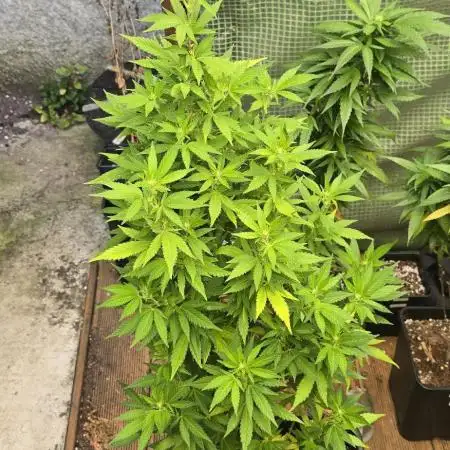 Blueberry muffin