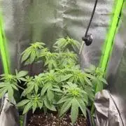 Glumanda Glue test grow