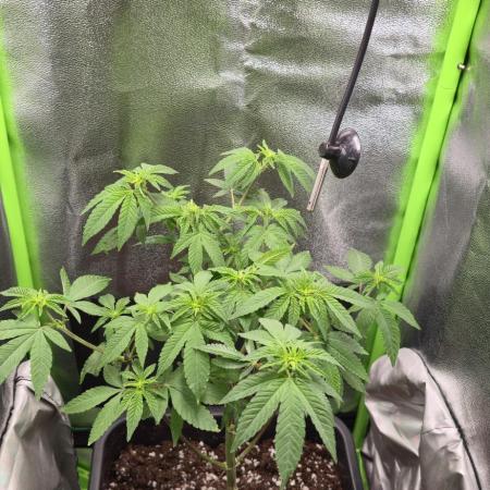 Glumanda Glue test grow
