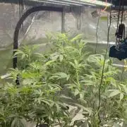 Gazzurple athena growstream