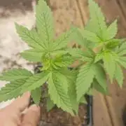 Landrace tirah valley