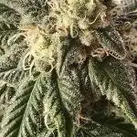 Khalifa genetics