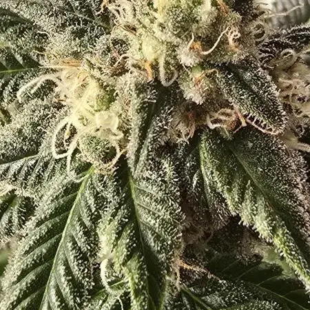 Khalifa genetics