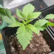 Glumanda Glue test grow
