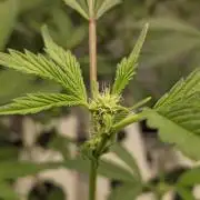 Gazzurple athena growstream