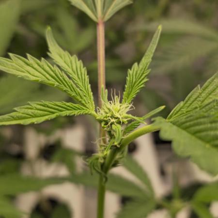 Gazzurple athena growstream