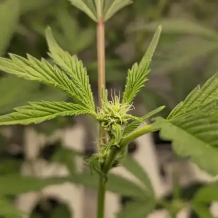 Gazzurple athena growstream