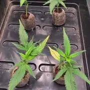 Somango