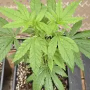 Landrace tirah valley