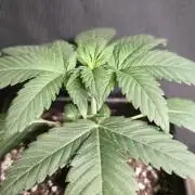 Cookies mit Beigeschmack