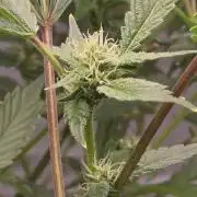 Gazzurple athena growstream