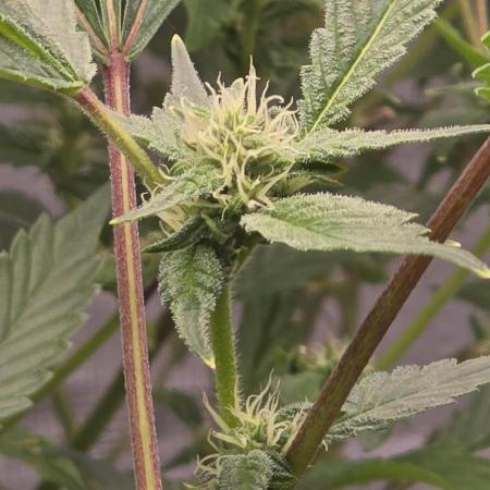 Gazzurple athena growstream