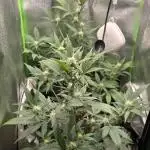 Somango seed supplier test