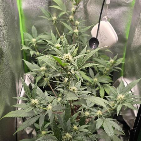 Somango seed supplier test