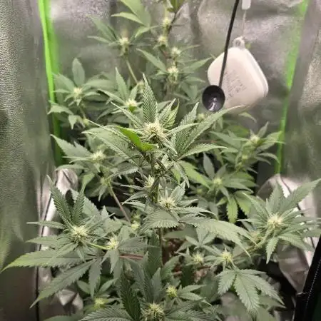 Somango seed supplier test