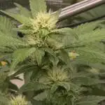 Bb muffin T.A growstream Athena