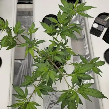 Bb muffin T.A growstream Athena